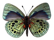 Antigonis felderi